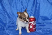 AKC ZEEK, a male Papillon for sale in Monticello, WI – 3 of 7