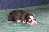 AKC STARK, a male Siberian Husky for sale in Monticello, WI – 4 of 6