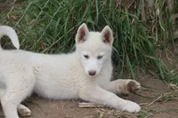 AKC RINA, a female Siberian Husky for sale in Monticello, WI – 4 of 10