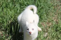 AKC RINA, a female Siberian Husky for sale in Monticello, WI – 8 of 10