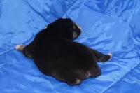 AKC KIP, a male Siberian Husky for sale in Monticello, WI – Photo 2 of 7