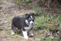 AKC KIP, a male Siberian Husky for sale in Monticello, WI – Photo 7 of 10