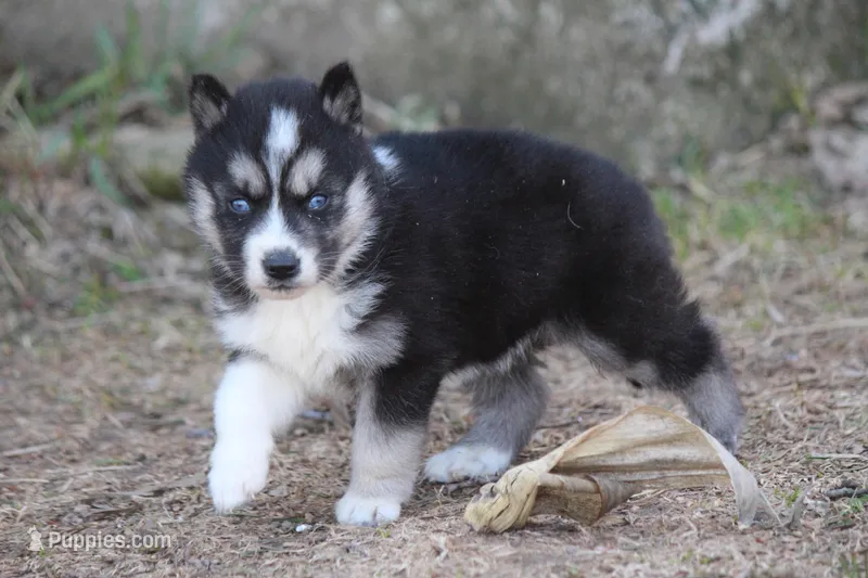 AKC KIP – Siberian Husky puppy for sale in Monticello, WI