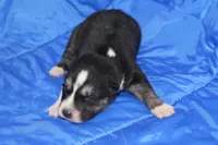 AKC KIP, a male Siberian Husky for sale in Monticello, WI – Photo 1 of 7