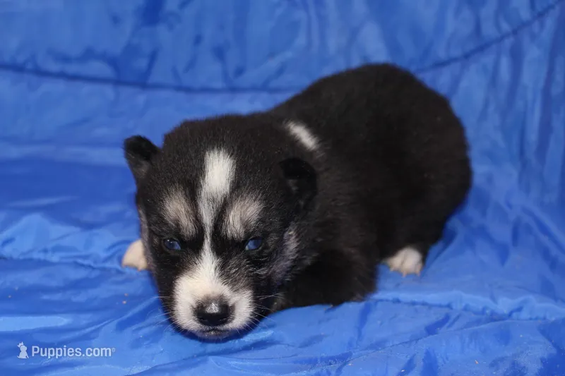 AKC KIP – Siberian Husky puppy for sale in Monticello, WI