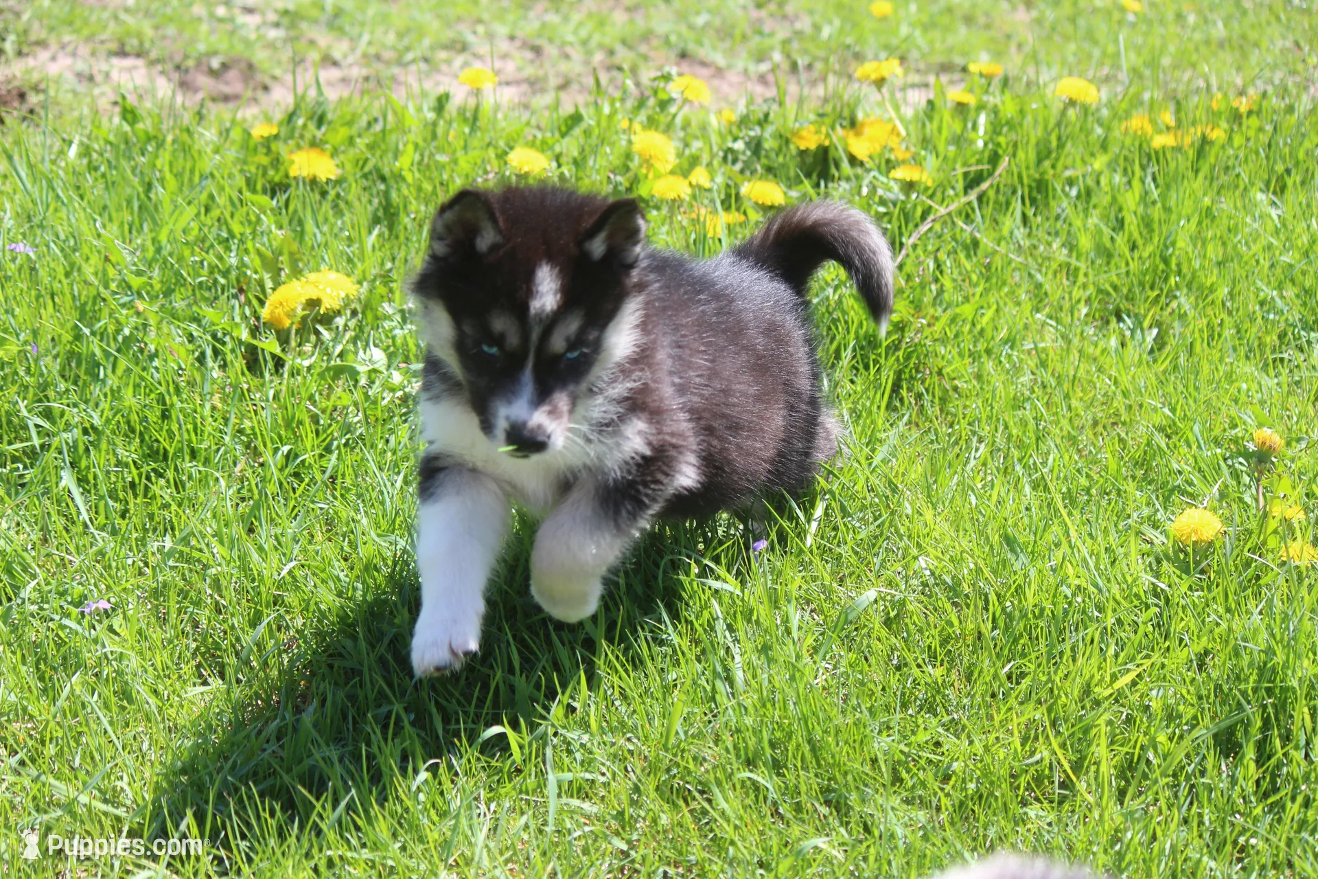 AKC KIP, a male Siberian Husky for sale in Monticello, WI – Photo 1 of 10
