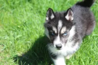AKC KIP, a male Siberian Husky for sale in Monticello, WI – Photo 5 of 10