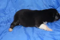 AKC KIP, a male Siberian Husky for sale in Monticello, WI – Photo 4 of 7