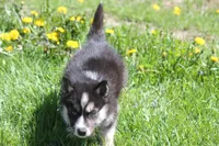 AKC KIP, a male Siberian Husky for sale in Monticello, WI – Photo 3 of 10