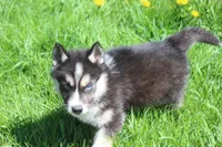 AKC KIP, a male Siberian Husky for sale in Monticello, WI – Photo 2 of 10