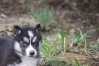 AKC KIP, a male Siberian Husky for sale in Monticello, WI – Photo 8 of 10
