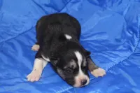 AKC KIP, a male Siberian Husky for sale in Monticello, WI – Photo 3 of 7