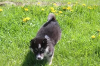 AKC KIP, a male Siberian Husky for sale in Monticello, WI – Photo 4 of 10