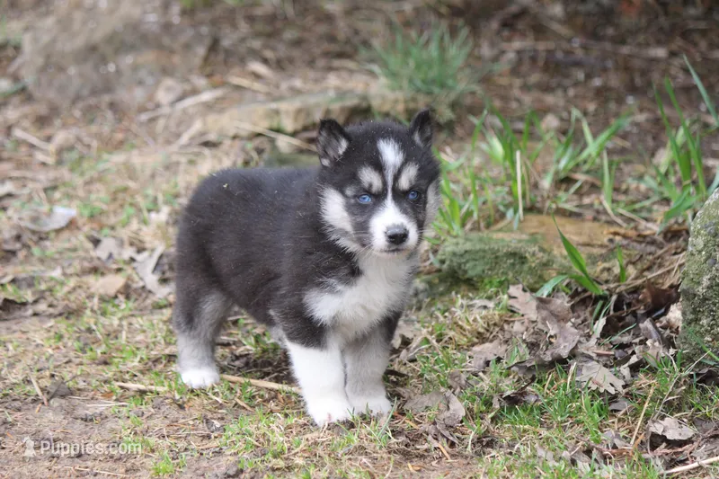 AKC KIP – Siberian Husky puppy for sale in Monticello, WI