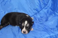 AKC KIP, a male Siberian Husky for sale in Monticello, WI – Photo 5 of 7