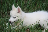 AKC VIULA, a female Siberian Husky for sale in Monticello, WI – 5 of 10