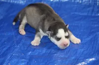 AKC ADDIE, a female Siberian Husky for sale in Monticello, WI – 4 of 7