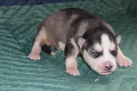 AKC SIRI, a female Siberian Husky for sale in Monticello, WI – 2 of 6
