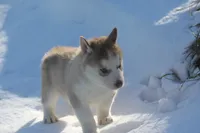 processed/4e60aaf6-3aa8-492a-a0ca-4eaaeaf616b6/listing/be0520f1-c967-4628-8880-907412109aeb/02aa9154-50db-4c31-822c-d9042d691944