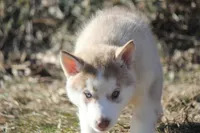 processed/4e60aaf6-3aa8-492a-a0ca-4eaaeaf616b6/listing/be0520f1-c967-4628-8880-907412109aeb/099b77a9-3402-403f-8ad3-140af5caef77