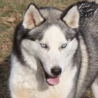 AKC DUNDEE, a male Siberian Husky for sale in Monticello, WI – Photo 6 of 7