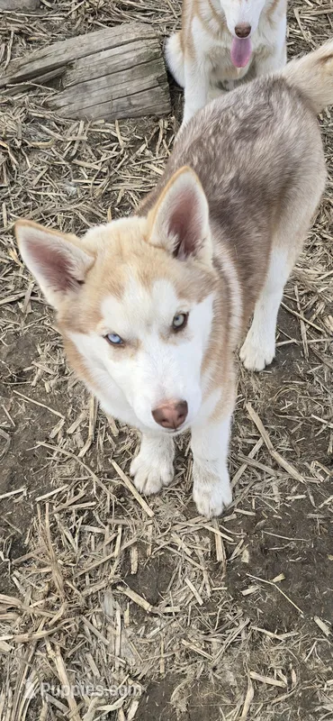 AKC DUNDEE – Siberian Husky puppy for sale in Monticello, WI