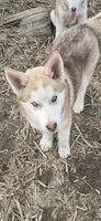 AKC DUNDEE, a male Siberian Husky for sale in Monticello, WI – Photo 1 of 7