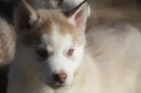 processed/4e60aaf6-3aa8-492a-a0ca-4eaaeaf616b6/listing/be0520f1-c967-4628-8880-907412109aeb/7da0f605-1ede-4ac8-8628-dc36614c41bb