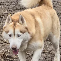 AKC DUNDEE, a male Siberian Husky for sale in Monticello, WI – Photo 7 of 7