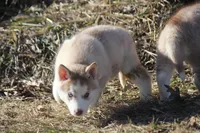 processed/4e60aaf6-3aa8-492a-a0ca-4eaaeaf616b6/listing/be0520f1-c967-4628-8880-907412109aeb/98b74d4a-f25e-4085-bff1-184881589834