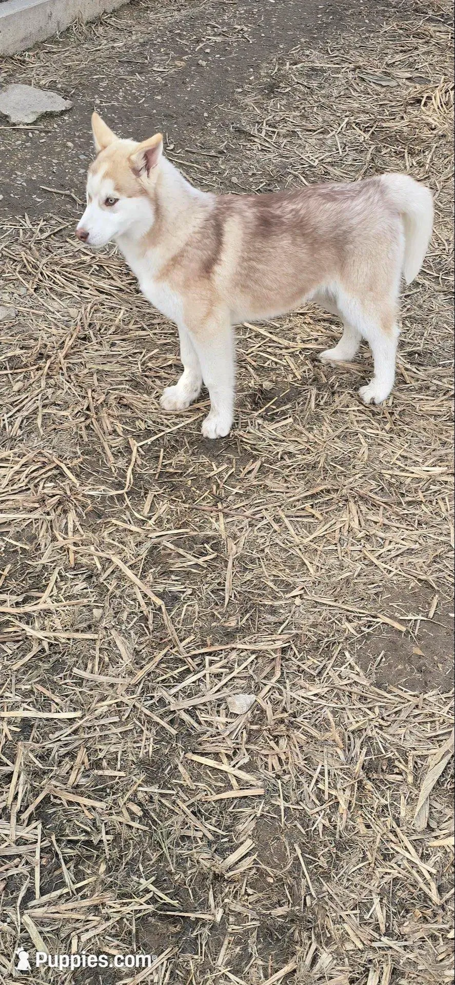 AKC DUNDEE, a male Siberian Husky for sale in Monticello, WI – Photo 5 of 7