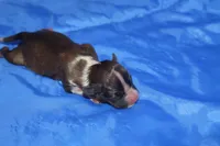 AKC ROCKY, a male Papillon for sale in Monticello, WI – 4 of 7