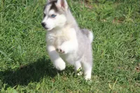 AKC SYLVESTER, a male Siberian Husky for sale in Monticello, WI – 6 of 10