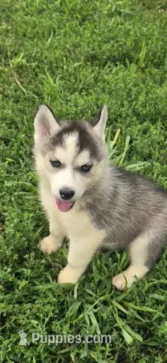 AKC SYLVESTER – Siberian Husky puppy for sale in Monticello, WI