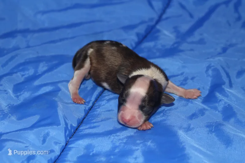 AKC RIGBY – Papillon puppy for sale in Monticello, WI