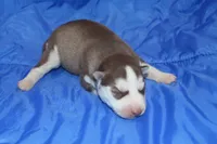 AKC ADDIE, a female Siberian Husky for sale in Monticello, WI – Photo 1 of 5