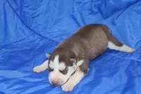 AKC ADDIE, a female Siberian Husky for sale in Monticello, WI – Photo 2 of 5