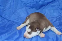 AKC ADDIE, a female Siberian Husky for sale in Monticello, WI – Photo 3 of 5