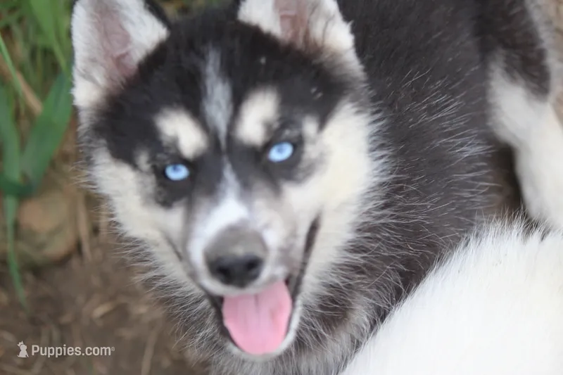 AKC KOKO – Siberian Husky puppy for sale in Monticello, WI