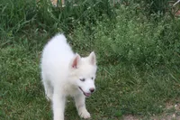 AKC VIULA, a female Siberian Husky for sale in Monticello, WI – 7 of 10