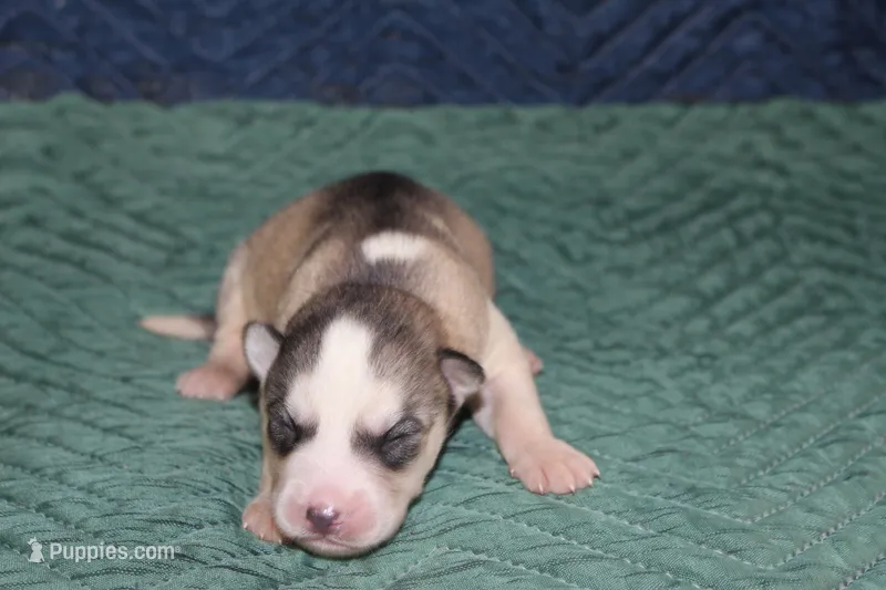 AKC STERLING – Siberian Husky puppy for sale in Monticello, WI