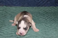 AKC STERLING, a male Siberian Husky for sale in Monticello, WI – 1 of 6