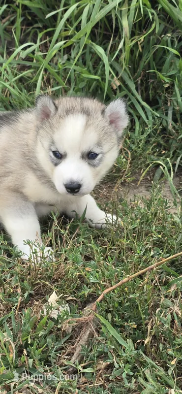 AKC SYLVIE – Siberian Husky puppy for sale in Monticello, WI