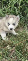 AKC SYLVIE, a female Siberian Husky for sale in Monticello, WI – 1 of 7