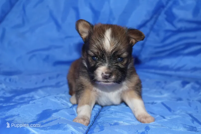 AKC ZANDER – Papillon puppy for sale in Monticello, WI