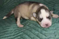 AKC STERLING, a male Siberian Husky for sale in Monticello, WI – 2 of 6