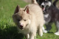 AKC VINO, a male Siberian Husky for sale in Monticello, WI – 2 of 8