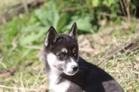 AKC VELDA, a female Siberian Husky for sale in Monticello, WI – 4 of 10