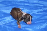 AKC REGGIE, a male Papillon for sale in Monticello, WI – 2 of 6