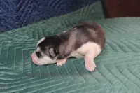 AKC SYLVESTER, a male Siberian Husky for sale in Monticello, WI – 4 of 6